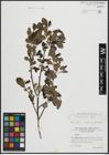 Foto von Salix atrocinerea Brot.